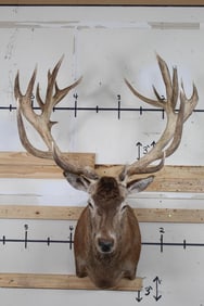XXL 23-Point RED STAG Shoulder Mount