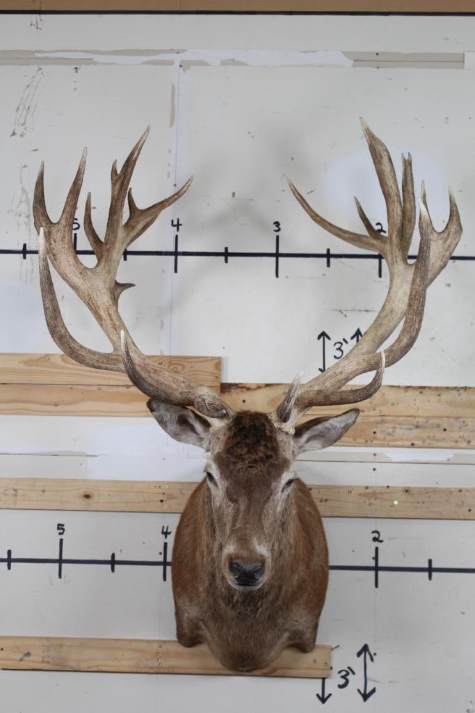 XXL 23-Point RED STAG Shoulder Mount (1 of 12)