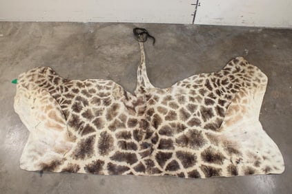 GIRAFFE Back Hide with its Tail
