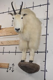 Half Body MOUNTAIN GOAT
