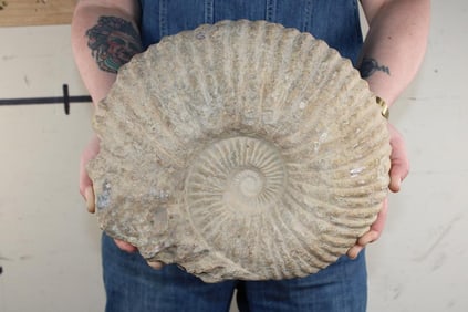 Big AMMONITE Fossil from Madagascar with a Display Stand. Weight: 16 lbs 7 oz
