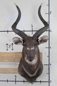 MOUNTAIN NYALA Shoulder Mount