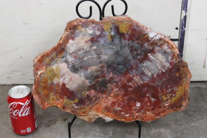 XL and Thick Arizona Rainbow Agatized PETRIFIED WOOD Slice. Weight: 19 lbs 8 oz