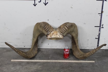 *TEXAS RESIDENTS ONLY* Big MARCO POLO Horns on a Skull Cap