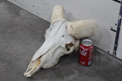 *TEXAS RESIDENTS ONLY* MARCO POLO Skull with No Horns