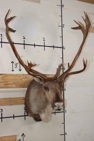 Big 32-Point Double Shovel CARIBOU Shoulder Mount