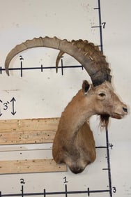SIBERIAN IBEX Shoulder Mount Taken in 1977 in the Gobi Desert
