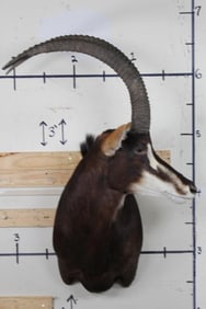 XL SABLE Shoulder Mount