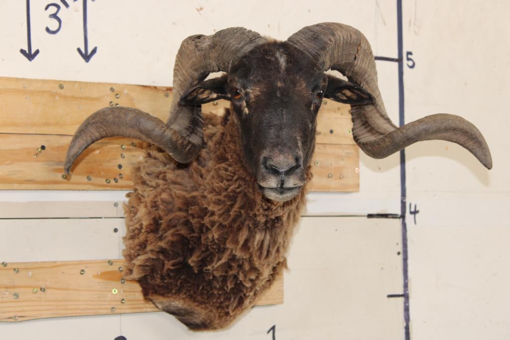 ARAPAWA SHEEP Shoulder Mount (1 of 10)