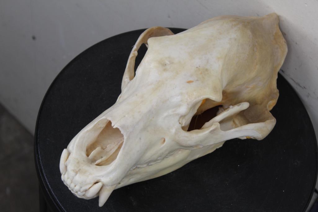 GRIZZLY BEAR Skull with All its Teeth: Nice and Clean GRIZZLY BEAR Skull with All its Teeth. It has a Glued Jaw and measures 12.5" Long x 7" Wide. TAXIDERMY
