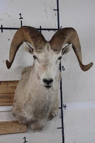 Rocky Mountain BIG HORN SHEEP RAM Shoulder Mount