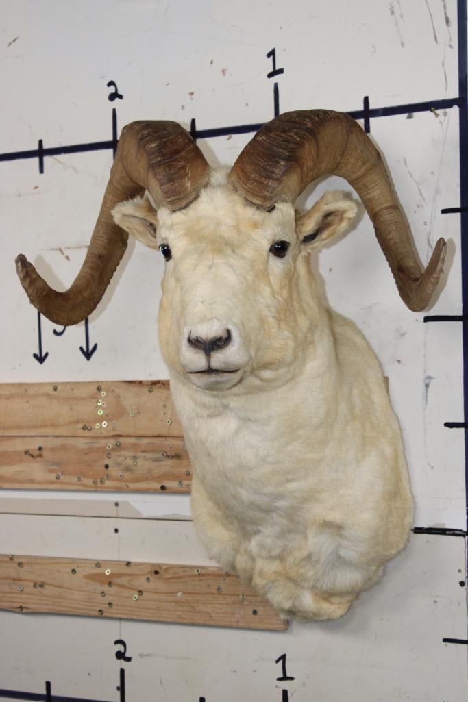 DALL SHEEP RAM Shoulder Mount: Nice DALL SHEEP RAM Shoulder Mount in Good Condition. The Left Horn measures 32.25" Long and 11.75" around the Horn Base. The Right Horn measures 32" Long and 12" around the Horn Base. TAXIDERMY