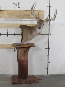 11-Point WHITETAIL DEER Pedestal Mounted on a Mesquite Wood Base