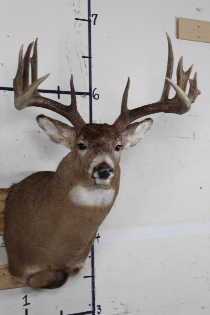 12-Point WHITETAIL DEER Shoulder Mount (1 of 9)