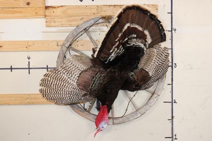 Life-sized "Dead" TURKEY Mount Hanging on a Wagon Wheel