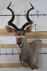 KUDU Wall Pedestal Mount