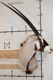GEMSBOK Shoulder Mount