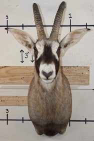 ROAN Shoulder Mount with Removable Horns