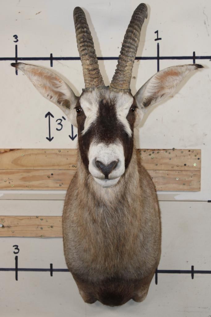 ROAN Shoulder Mount with Removable Horns (1 of 10)