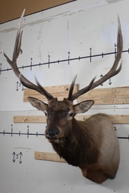 12-Point ELK Shoulder Mount