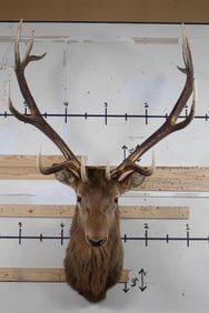 Big 13-Point ELK Shoulder Mount