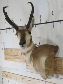 PRONGHORN Wall Pedestal