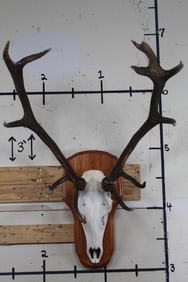 12-Point RED STAG Euro Mount with Real Antlers and a Reproduction Skull