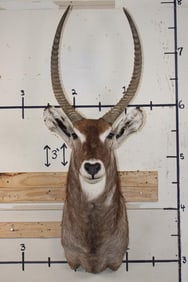 WATERBUCK Shoulder Mount with Removable Horns
