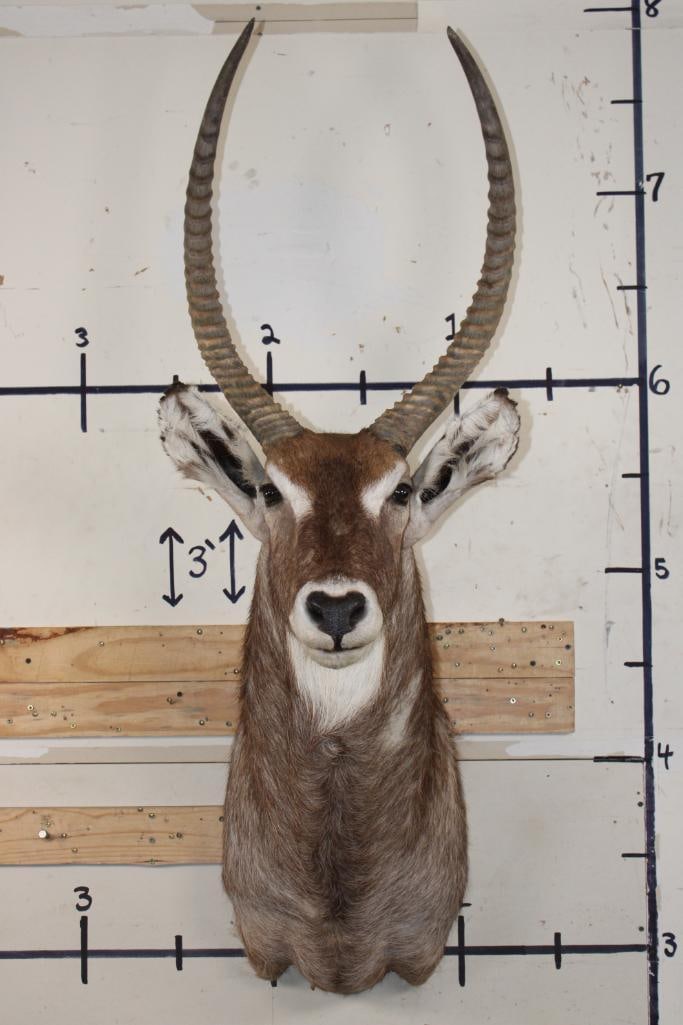 WATERBUCK Shoulder Mount with Removable Horns (1 of 10)