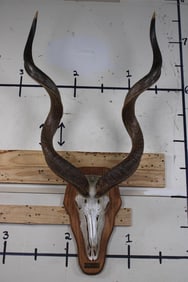 XL KUDU Euro Mount on a Wooden Plaque