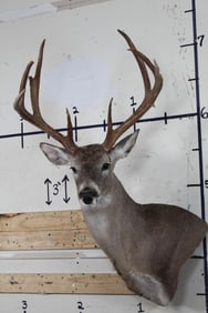 9-Point WHITETAIL DEER Wall Pedestal Mount