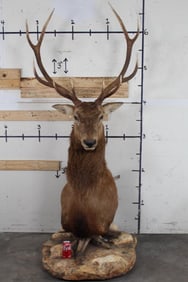 10-Point RED STAG Pedestal Mount with Wheels