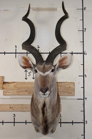 Big KUDU Shoulder Mount with Removable Horns