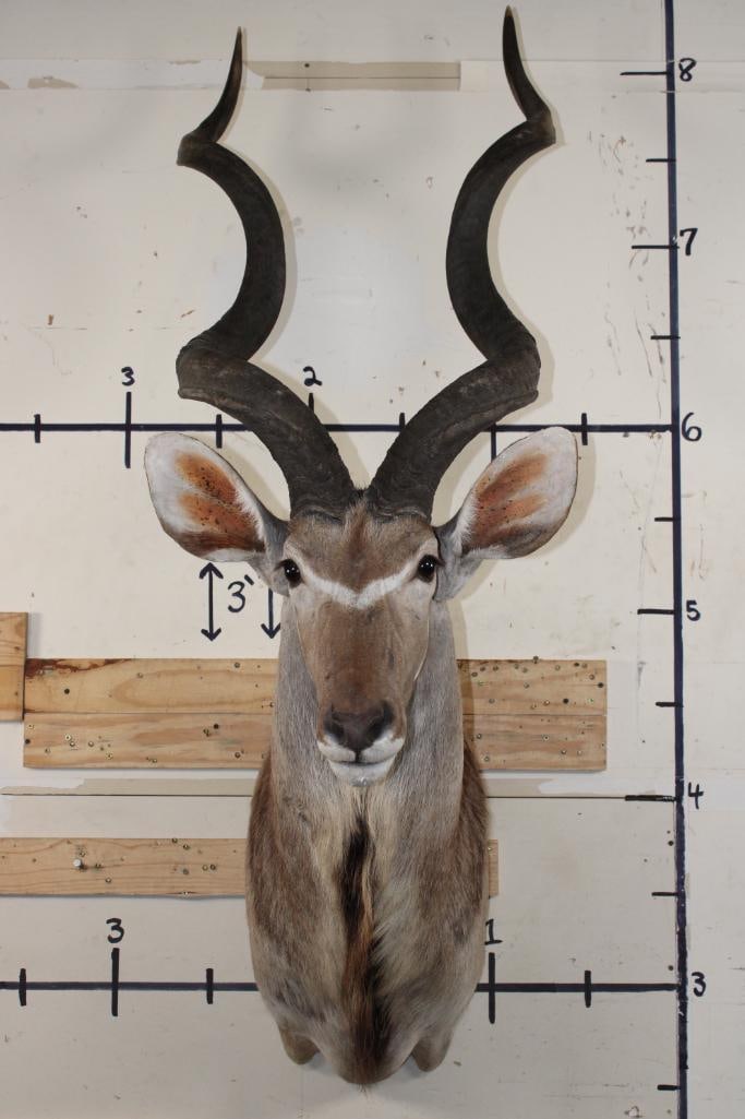 Big KUDU Shoulder Mount with Removable Horns (1 of 10)