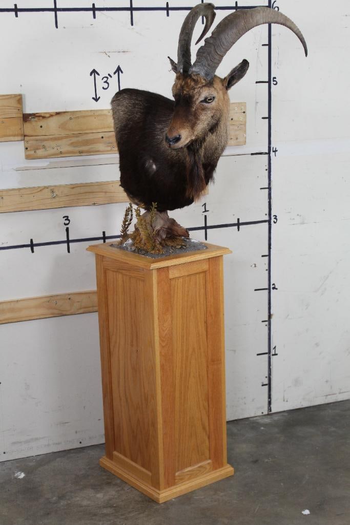 IBEX on a Wooden Pedestal Mount: Lovely IBEX Pedestal Mount. The base measures 17" Long x 15" Wide. Total Mount Height is 6'Tall. The IBEX is removable. TAXIDERMY