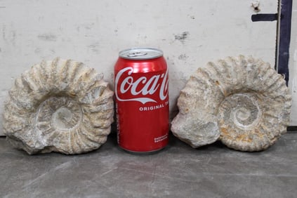 2 AMMONITE Fossils from Madagascar (ONE$)