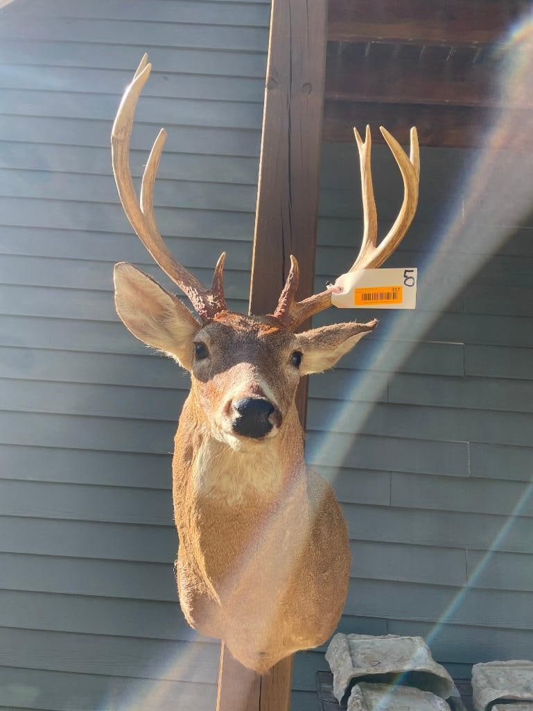 9-Point WHITETAIL DEER Buck Shoulder Mount (1 of 4)