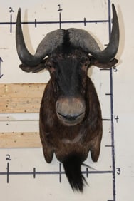 BLACK WILDEBEEST Shoulder Mount