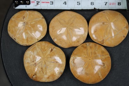 5 SEA URCHIN Fossils (ONE$)