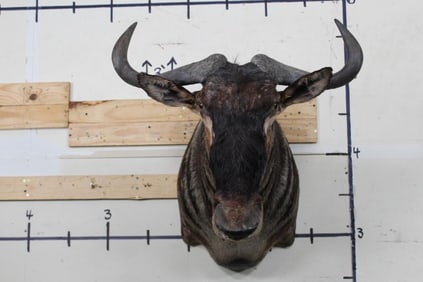 WILDEBEEST Shoulder Mount