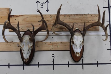 (2) 10-Point WHITETAIL DEER Skulls on Matching Wooden Plaques (ONE$)