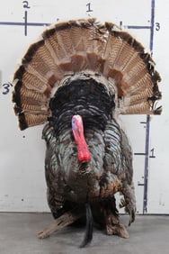 Life-sized Strutting TURKEY on a Real Log Base