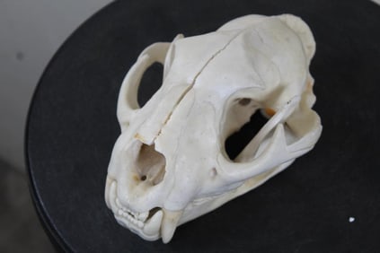 MOUNTAIN LION/COUGAR Skull with All its Teeth