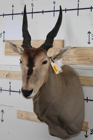ELAND Shoulder Mount