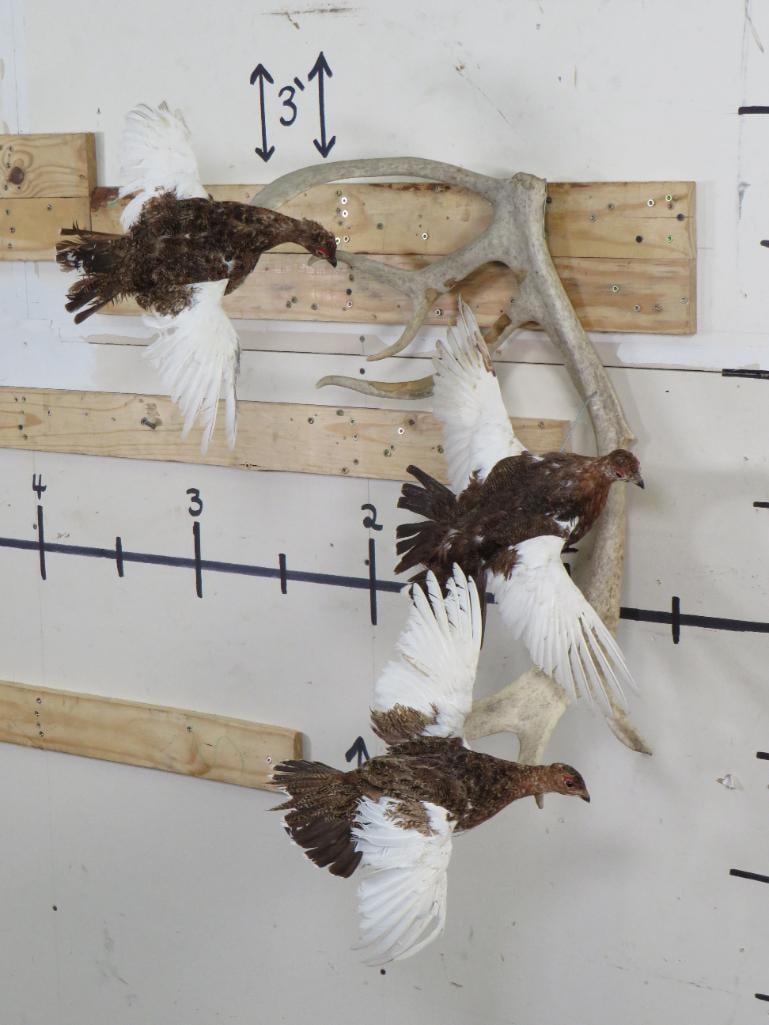3 Life-sized WILLOW PTARMIGAN Birds Mounted on a CARIBOU Antler (ONE$) (1 of 9)