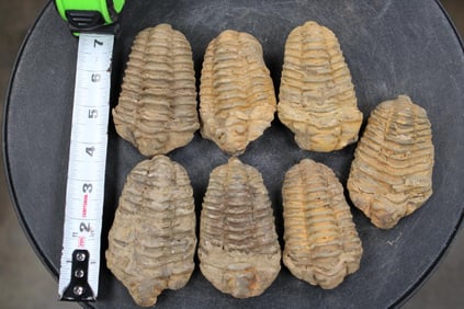7 TRILOBITE Fossils From Morocco (ONE$)