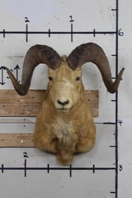 DALL SHEEP Shoulder Mount with No Ears