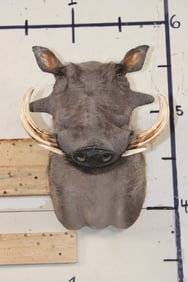 WARTHOG Shoulder Mount with Big Tusks