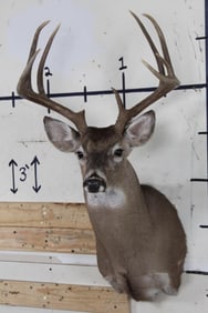 10-Point WHITETAIL DEER Shoulder Mount