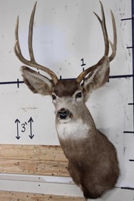 7-Point MULE DEER Shoulder Mount
